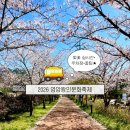 부림동 29-11 공영주차장 | 2026 영암왕인문화축제 생생후기 (벚꽃 실시간, 주차장, 꿀팁)