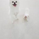 VIP 애견 이미지