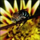 삐삐슈퍼 이미지