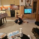 스위스샬레 | 8박 10일 스위스 신혼여행4 - 스위스 체시바흐 샬레 후기