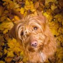 FAMILY DOG 이미지