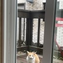 야옹하다 이미지