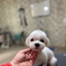 개털깎는마리오 이미지