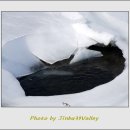 진부리유원지 이미지