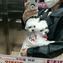 아이도그 이미지