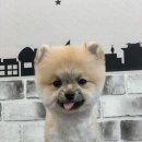하이멍 애견미용 이미지