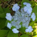 감로농장 이미지