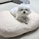 베베켓고양이 | 강아지 쿠션 | 고양이 쿠션 믿고 쓰는 국내산 브랜드 베베원 후기