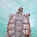 먹방농장1 이미지