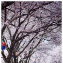 신탄진벚꽃축제 사진~ 이미지