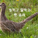 꿩먹고알먹고