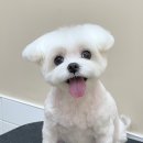 바림 펫그루밍샵 이미지