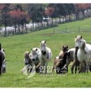 초원을 달리자 이미지