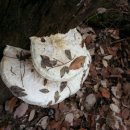죽은 밤나무에서 이런버섯 이름알고 싶습니다. 이미지
