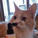 미뇽 캣 이미지