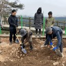 [우수] 겨우내 묻었던 씨무・씨배추 꺼내 장다리 박았어요. 이미지