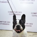 로즈 플라워(ROSE FLOWER) 이미지