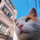 오늘의강아지