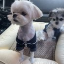 강아지고양이 미유펫 청주점 이미지