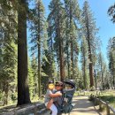 인구로스페이스 | 미국 3대 국립공원 요세미티 여행 :: 2일차 마리포사 그로브, 글래셔 포인트, 요세미티 터널뷰 자유여행...