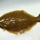 광어랑우럭이랑 이미지