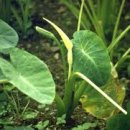 우두로 L 이미지