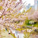 서운동(임광그대가) | 2025 계양구 계산천 서운체육공원 서부간선로 벚꽃 실시간!
