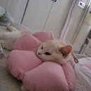 모찌냥 이미지