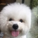 바둑아 사랑해 이미지