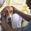 용산동물의료센터 이미지