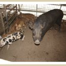 창원농장 이미지