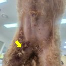 위성메디칼 | [메이, 치료후기] 강아지 혈소판 수치 0, 당뇨병까지 동반된 면역매개성 혈소판감소증 (IMT) 치료