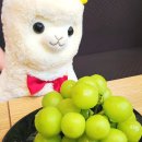 그레이스돈뭉치 이미지