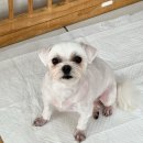 희야네 애견미용실 이미지