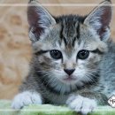 모텔로제 이미지