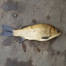 봉림낚시터 이미지