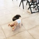 체인지펫샵 이미지