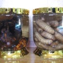 송근봉(소나무 뿌리 혹)담금주와 천마 담금주 이미지