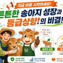 우량한우농장 | 임신사료가 송아지 성적을 바꾼다. 증량급여로 등급상향을 노리는 한우 관리법