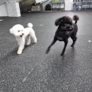 포레스트독 이미지