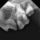 이솜동물병원 이미지