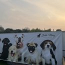 벨라몽 애견호텔 이미지