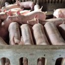 유진축산2 이미지