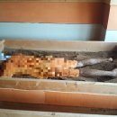 자갈치효소편백원 이미지