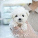 도로시펫강아지고양이