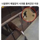 매일사과