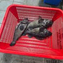 향수사계절 실내낚시터 | 황산초지사계절바다낚시터 조황 / 방류 시간 / 어종 / 수심 / 방갈로 / 취사 / 애견동반