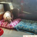 ZOO동물병원 이미지