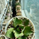 백경농장 이미지