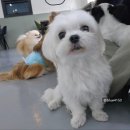 펫데이트 이미지